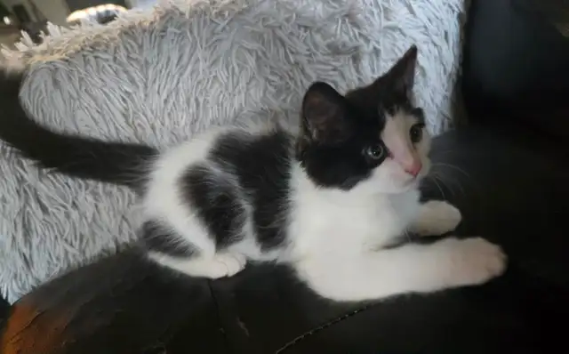 LAST ONE! Adorable Chubby Persian-Ragdoll mix boy available - Photo 5