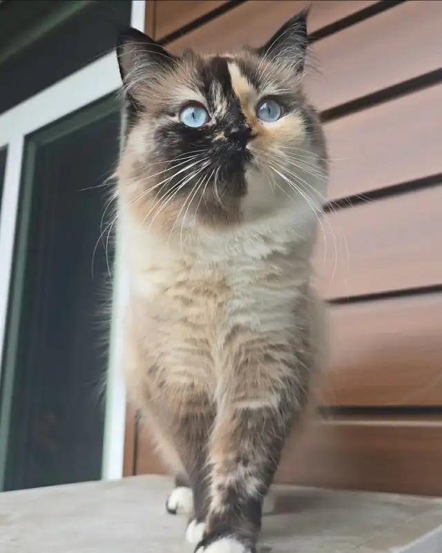 LAST ONE! Adorable Chubby Persian-Ragdoll mix boy available - Photo 7