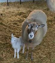 ISO bred Katahdin ewes