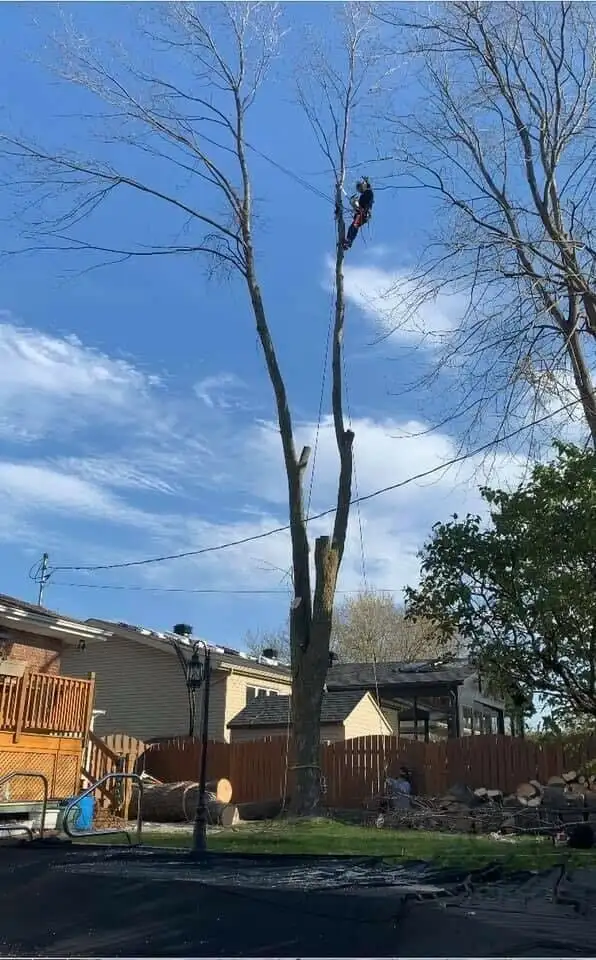 Service d'émondage / abattage / coupe d'arbres - 514-715-2726 - Photo 7