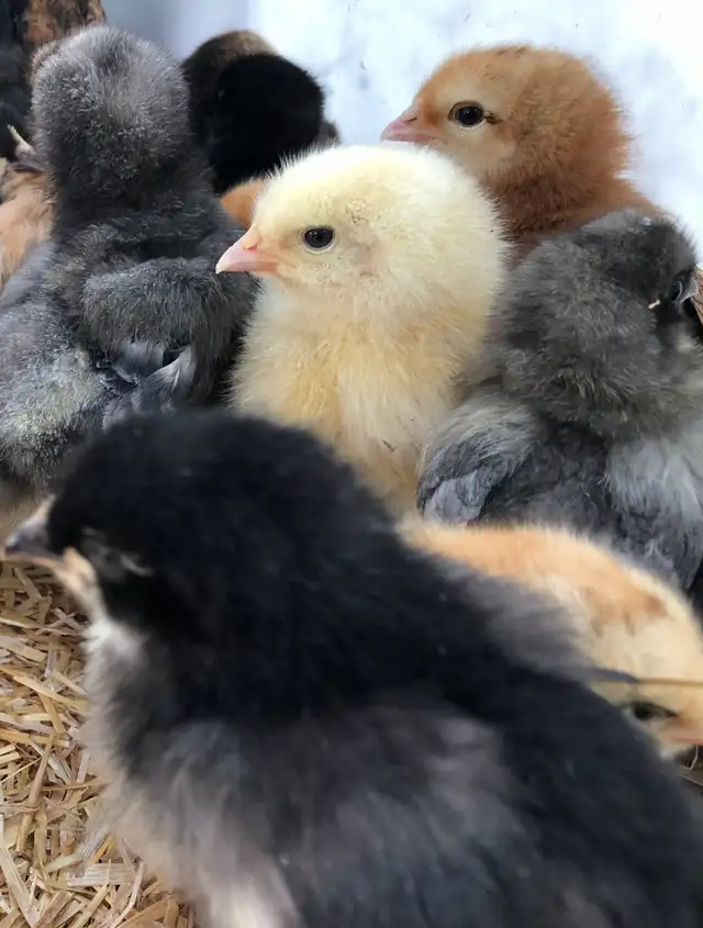 Super Friendly and Super Cute Easter Egger Chicks $5 ea
