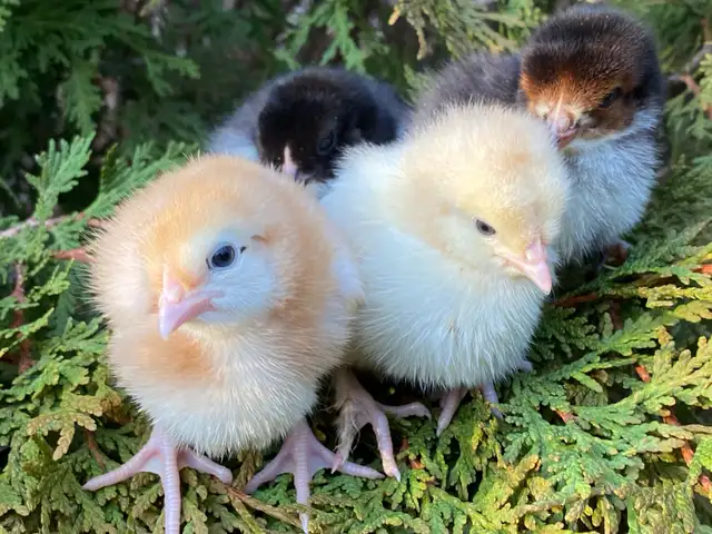 Super Friendly and Super Cute Easter Egger Chicks $5 ea - Photo 2