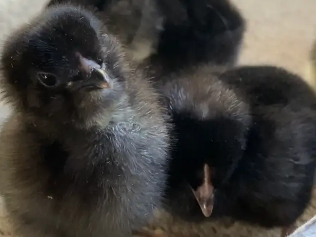 Super Friendly and Super Cute Easter Egger Chicks $5 ea - Photo 3