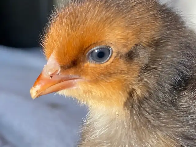Super Friendly and Super Cute Easter Egger Chicks $5 ea - Photo 4