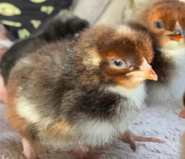 Super Friendly and Super Cute Easter Egger Chicks $5 ea - Photo 5