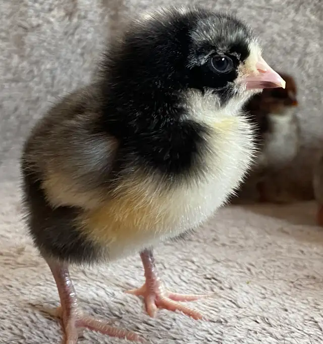 Super Friendly and Super Cute Easter Egger Chicks $5 ea - Photo 6
