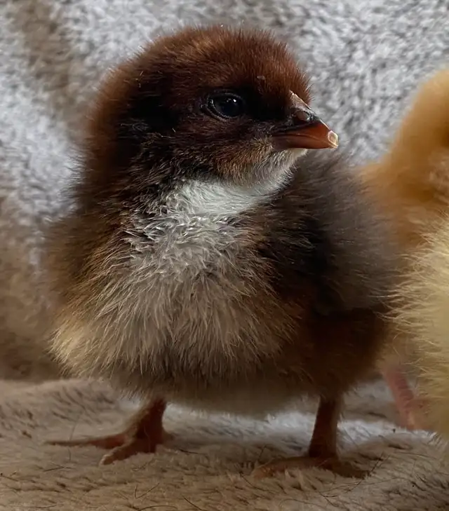 Super Friendly and Super Cute Easter Egger Chicks $5 ea - Photo 7