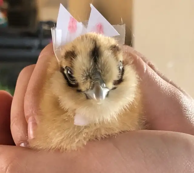 Super Friendly and Super Cute Easter Egger Chicks $5 ea - Photo 8