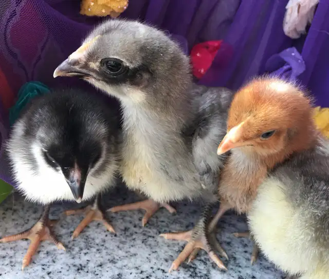 Super Friendly and Super Cute Easter Egger Chicks $5 ea - Photo 9