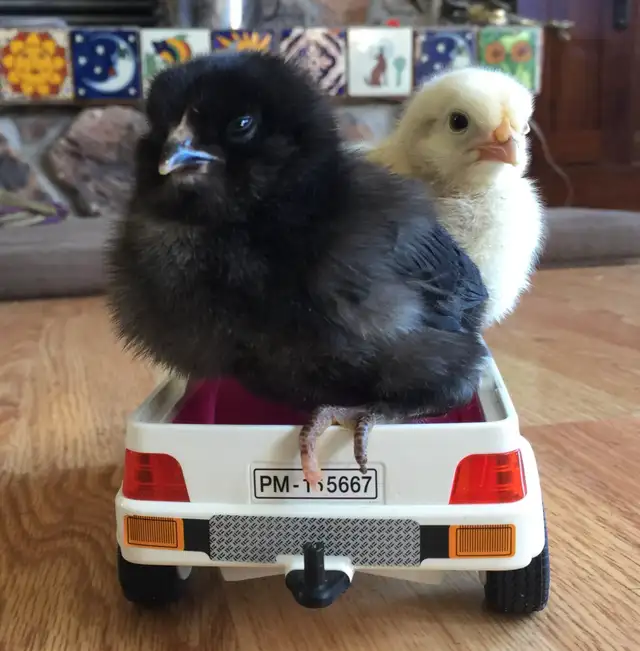 Super Friendly and Super Cute Easter Egger Chicks $5 ea - Photo 10
