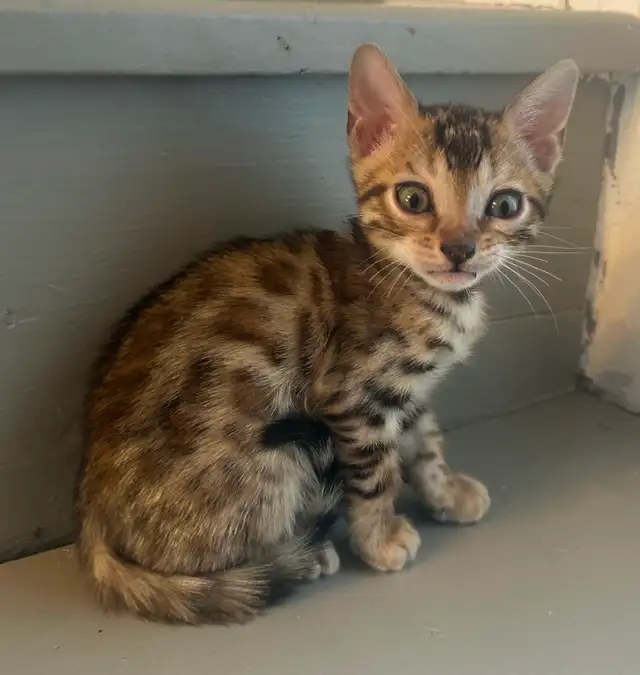 Bb bengal mâle