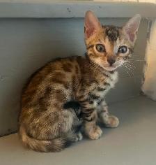 Bb bengal mâle