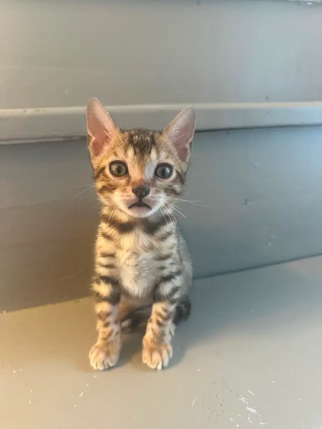 Bb bengal mâle - Photo 2