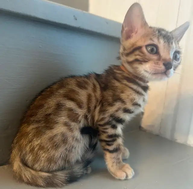 Bb bengal mâle - Photo 3