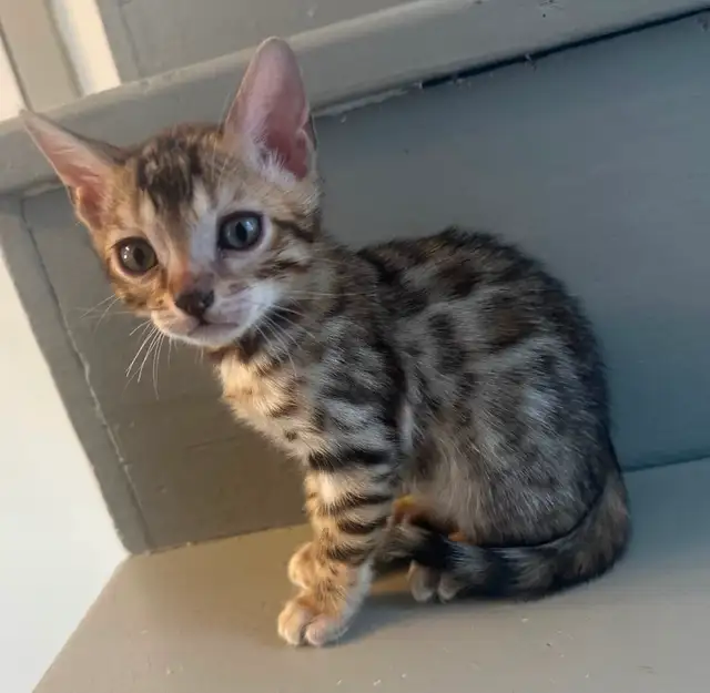 Bb bengal mâle - Photo 4