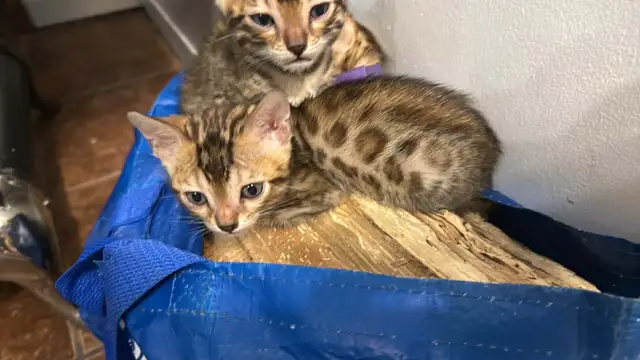 Bb bengal mâle - Photo 5