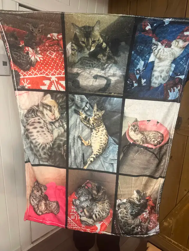 Bb bengal mâle - Photo 6