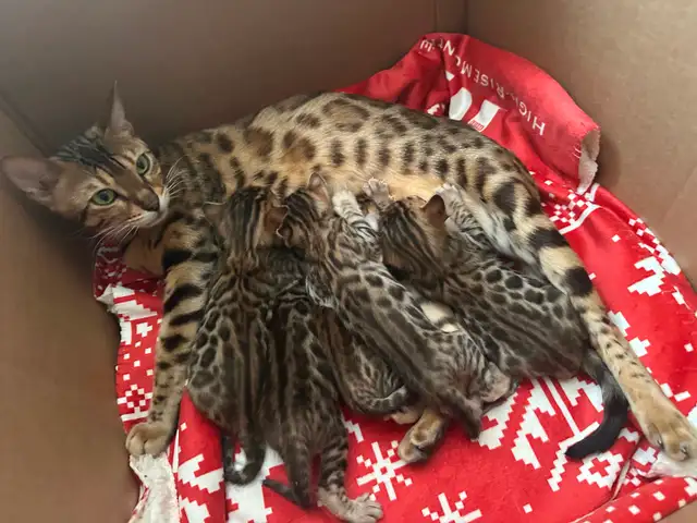 Bb bengal mâle - Photo 7