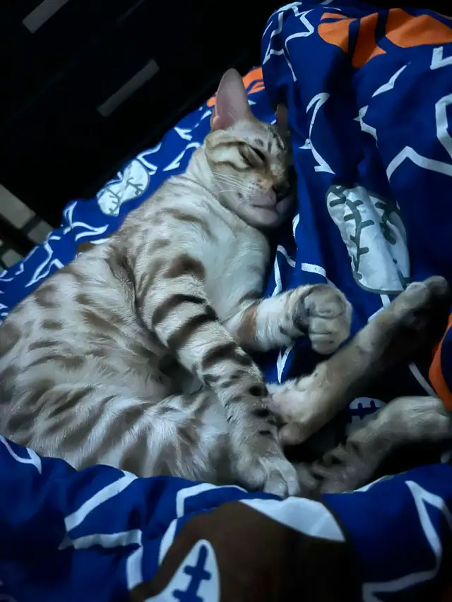 Bb bengal mâle - Photo 8