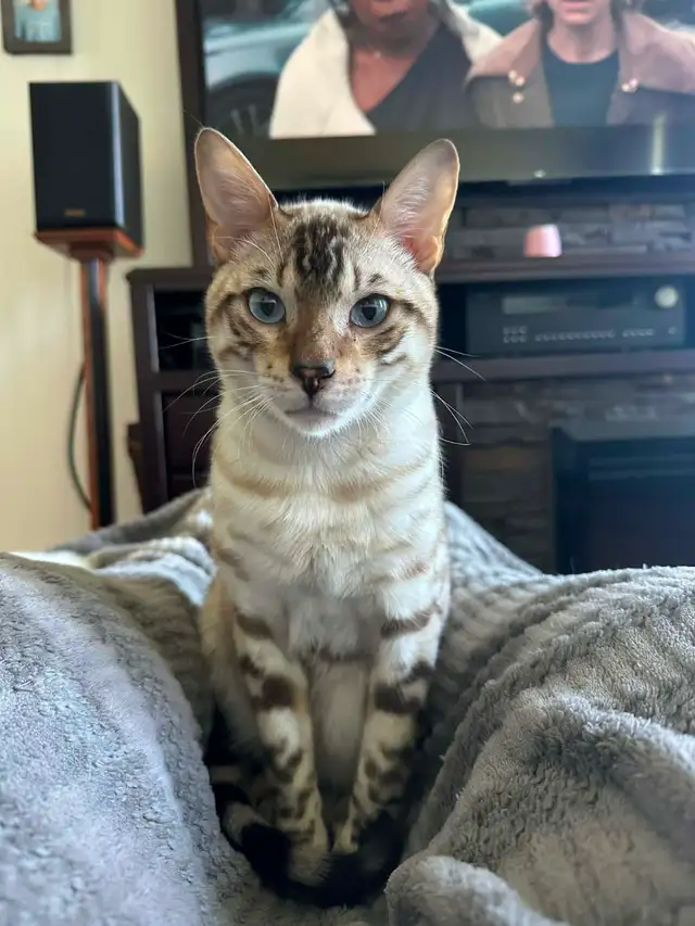 Bb bengal mâle - Photo 9