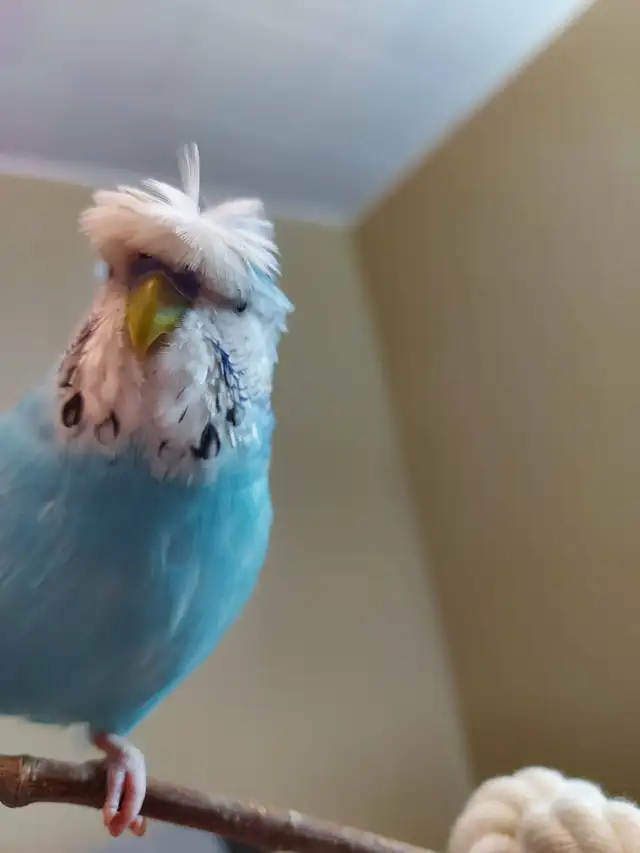 Deux Perruche à toupet/hupé à donner.