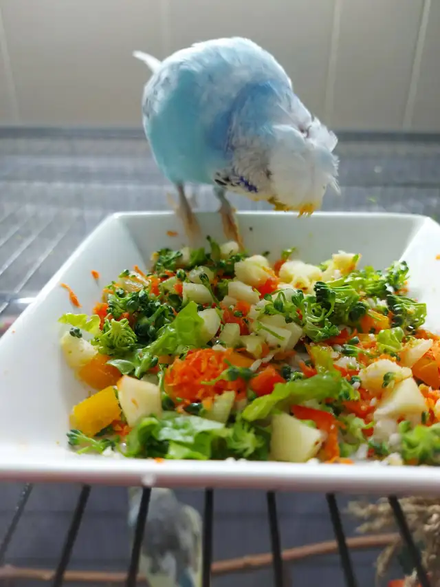 Deux Perruche à toupet/hupé à donner. - Photo 2