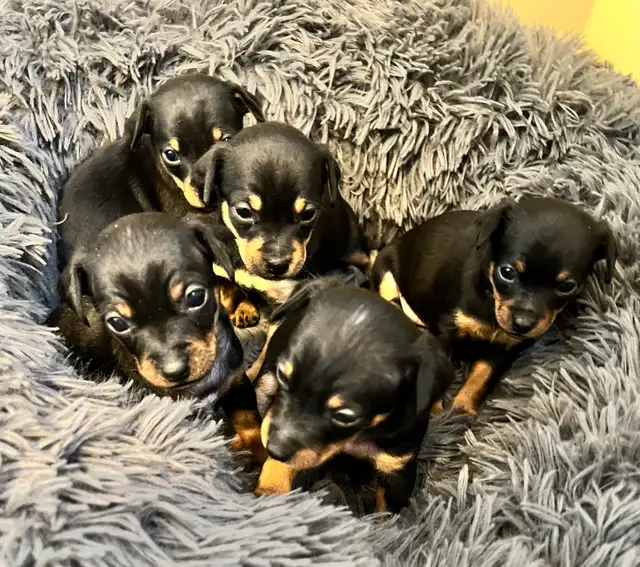 Miniature Pinscher Chihuahua (Chipin) pups
