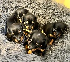 Miniature Pinscher Chihuahua (Chipin) pups