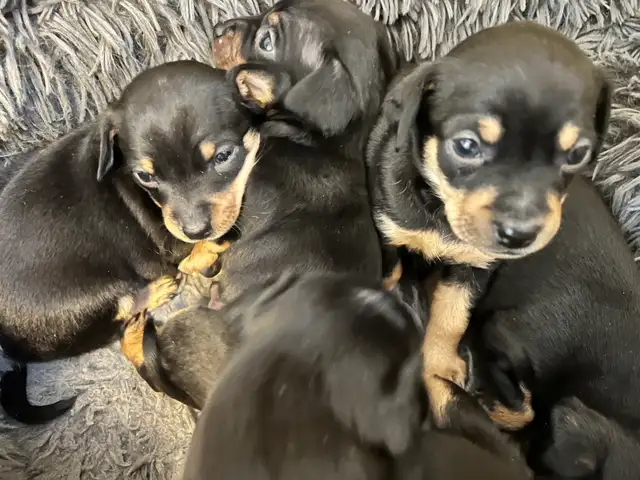 Miniature Pinscher Chihuahua (Chipin) pups - Photo 2