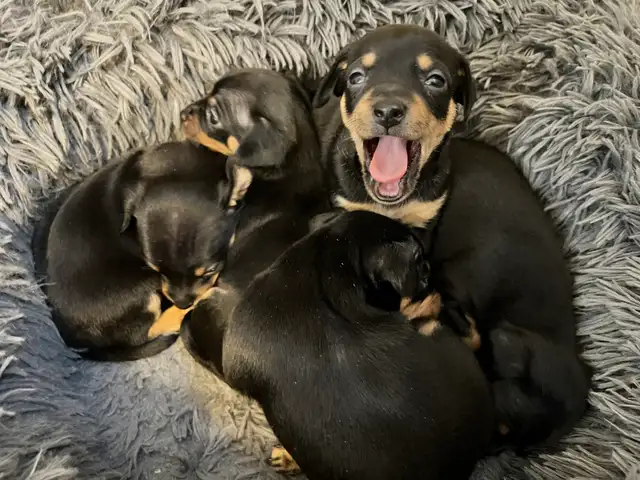 Miniature Pinscher Chihuahua (Chipin) pups - Photo 3