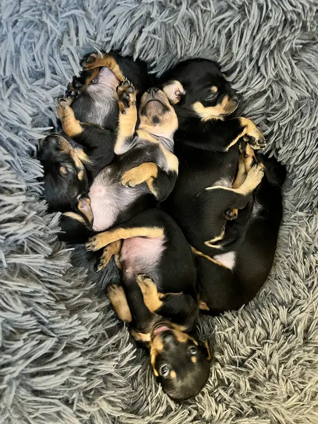 Miniature Pinscher Chihuahua (Chipin) pups - Photo 4