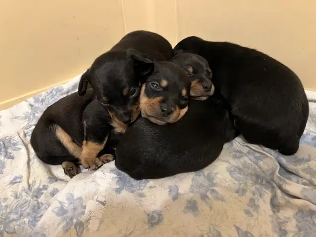 Miniature Pinscher Chihuahua (Chipin) pups - Photo 5