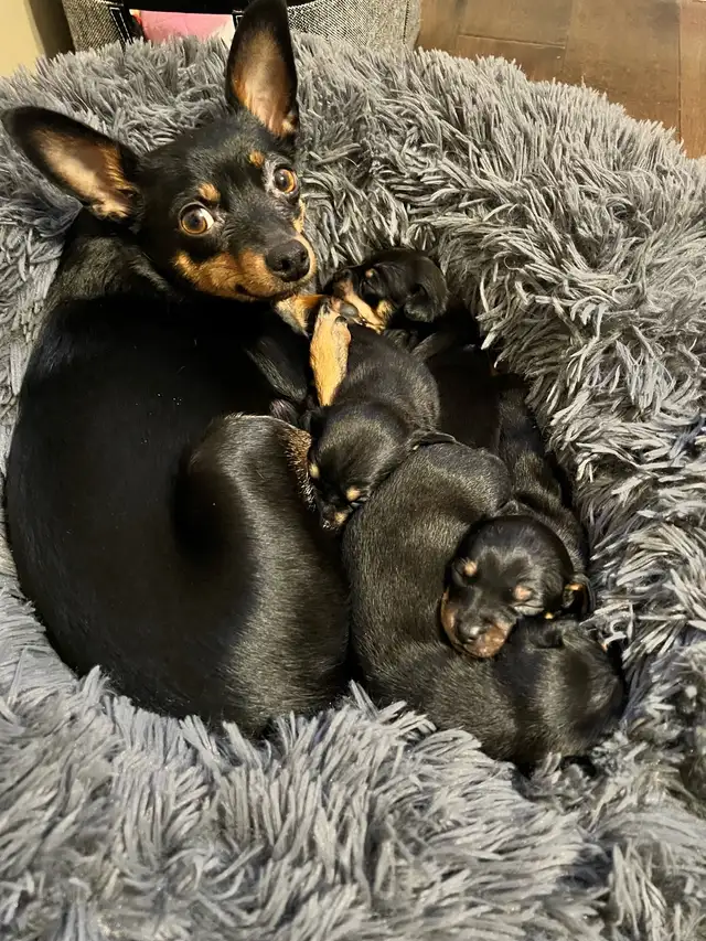 Miniature Pinscher Chihuahua (Chipin) pups - Photo 6