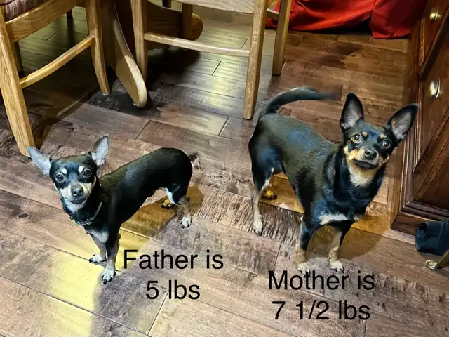 Miniature Pinscher Chihuahua (Chipin) pups - Photo 7