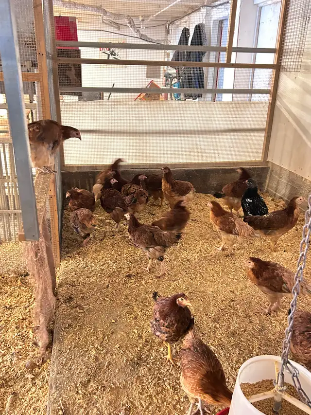 Poules Marans Froment à vendre