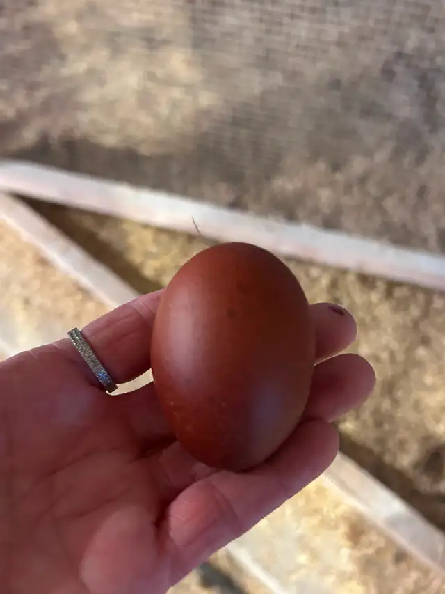 Poules Marans Froment à vendre - Photo 2