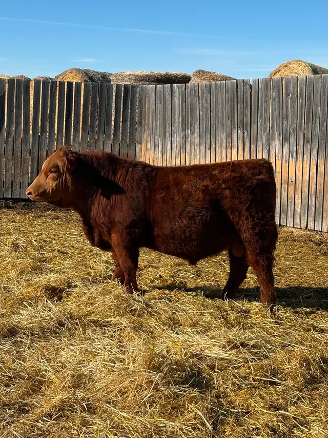 Simmental yearling bulls!