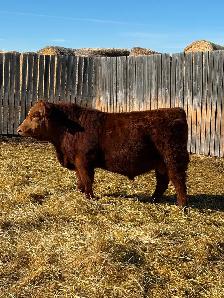Simmental yearling bulls!