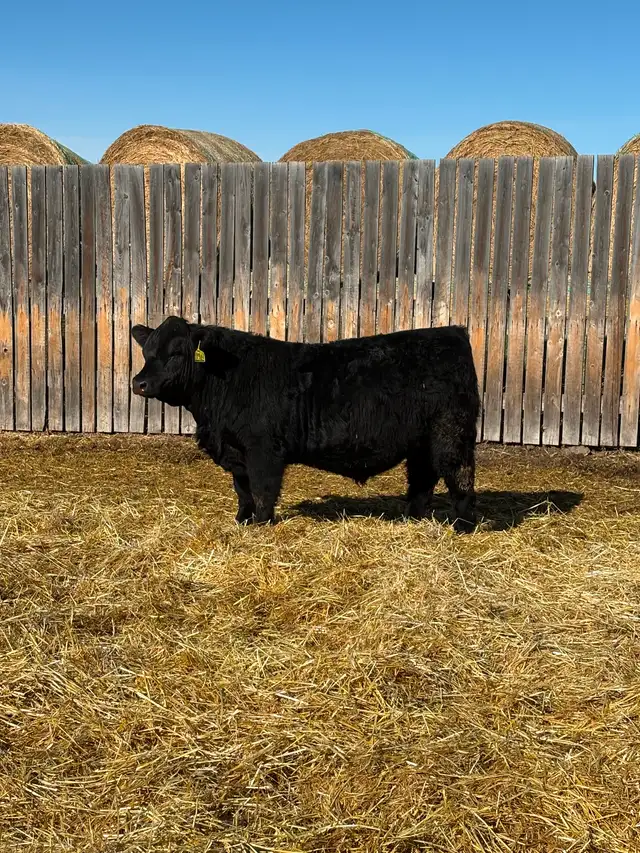 Simmental yearling bulls! - Photo 2