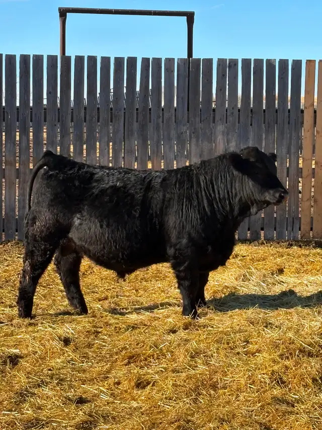 Simmental yearling bulls! - Photo 3