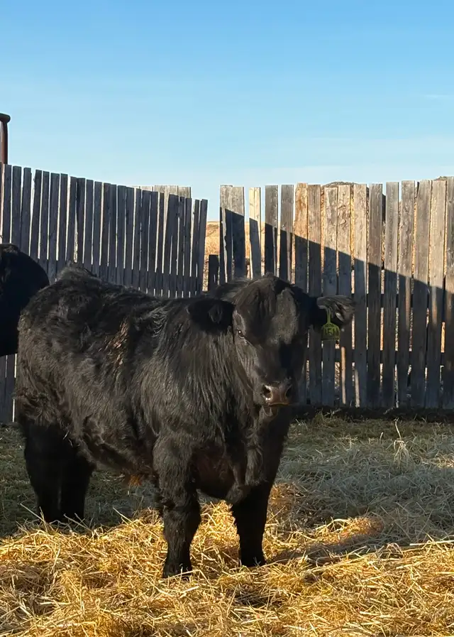 Simmental yearling bulls! - Photo 4