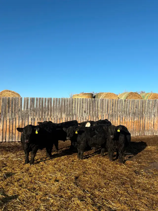 Simmental yearling bulls! - Photo 5