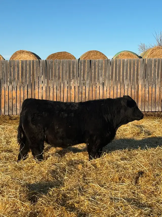 Simmental yearling bulls! - Photo 6
