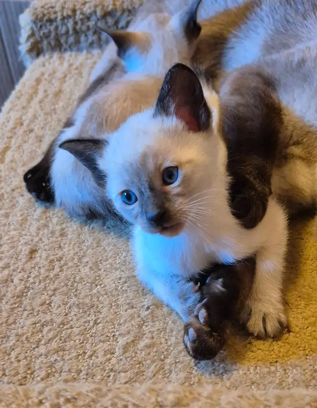 Siamese kittens