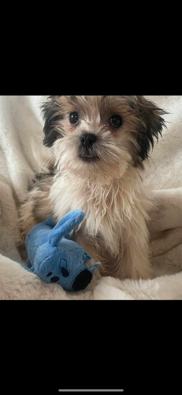 Chien bichon - Photo 2