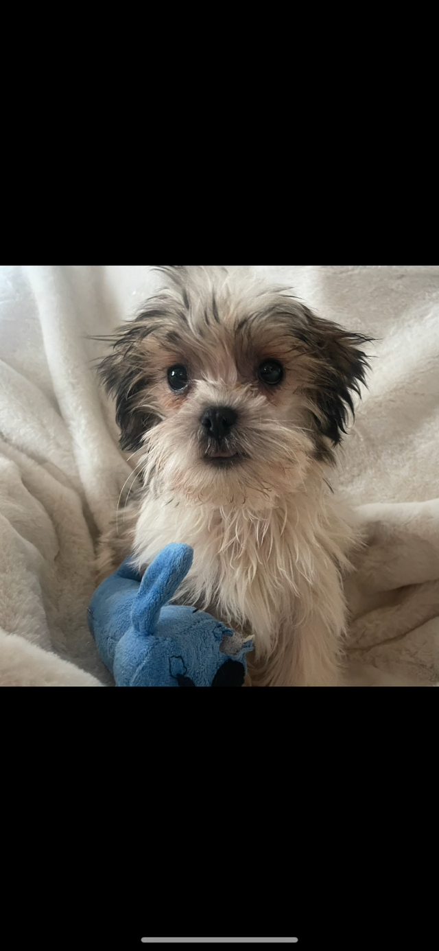 Chien bichon - Photo 3