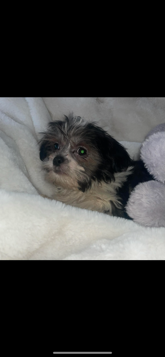 Chien bichon - Photo 4