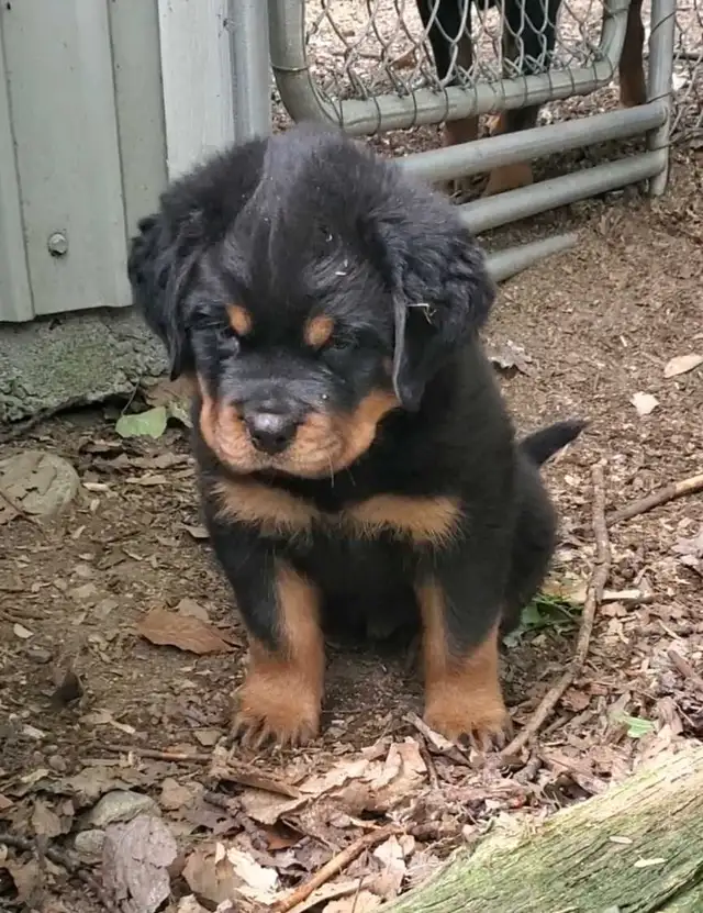 Rottweiler chiots