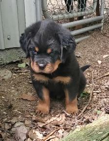 Rottweiler chiots