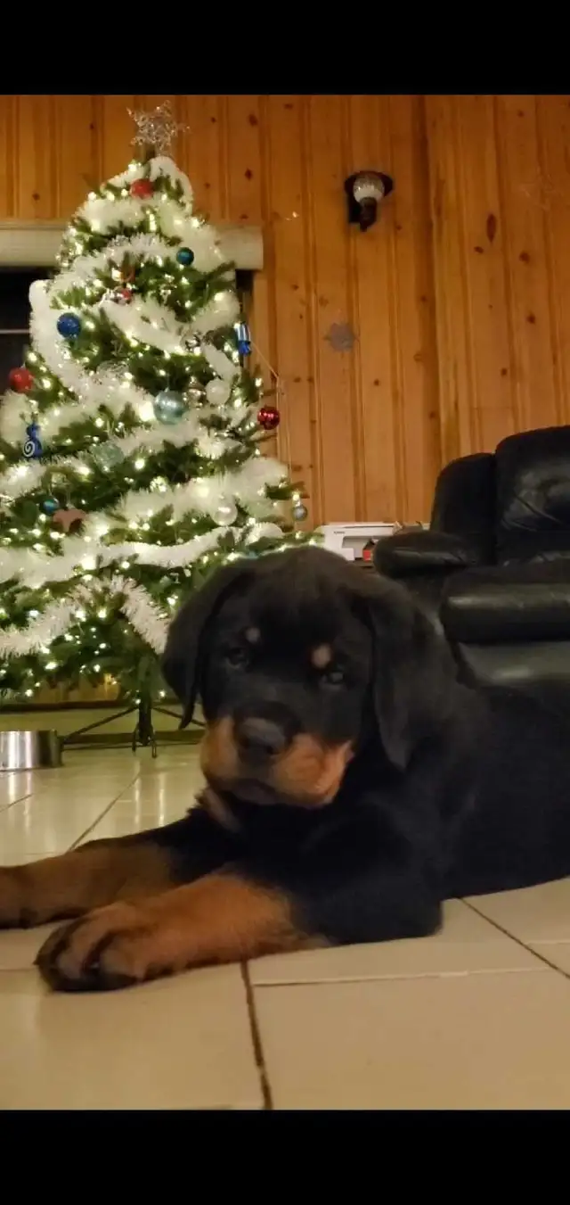 Rottweiler chiots - Photo 2